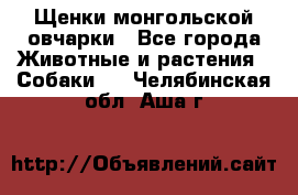 Щенки монгольской овчарки - Все города Животные и растения » Собаки   . Челябинская обл.,Аша г.